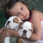 Espectaculares Cachorros de Bulldog Ingles